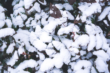 Green leaves in the snow