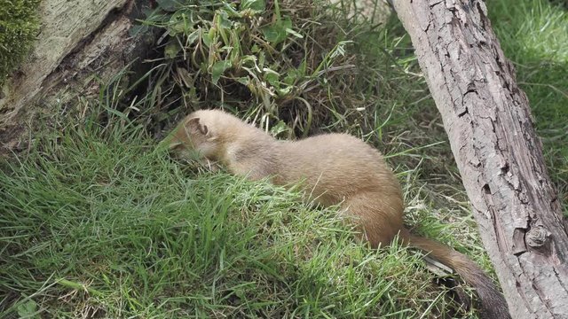 Stoat scratching in the grass
