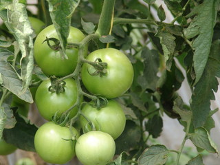tomates verdes