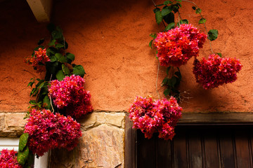 bougainvilles hanging in a house's front door