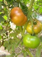 tomates rojos