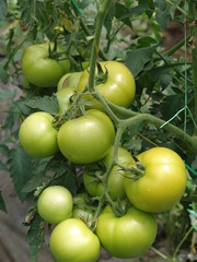 tomates cultivo