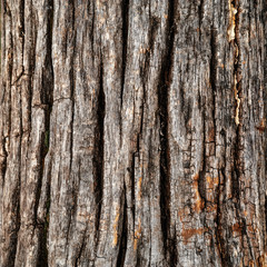 Old wood texture. Cracked eroded old tree.