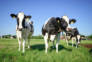 Milchkühe beim Weidegang