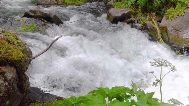 Mysterious mountainous jungle with trees bent over a rapid stream with rapids. Magical landscape of rainforest and river with rocks. . Georgia, Dashbashi. slow motion