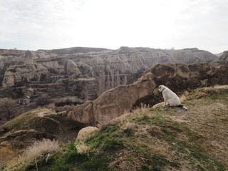 Dog and Panorama view of Cappadocia, ancient cave city in Turkey