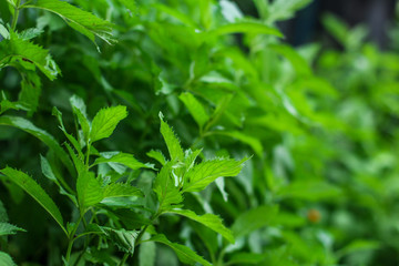 Fototapeta na wymiar mint, branches and green petals (peppermint plants in the garden). top food background. copy space