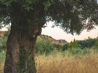 Olive tree trunk and branches