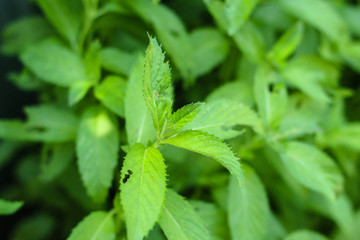 mint, branches and green petals (peppermint plants in the garden). top food background. copy space