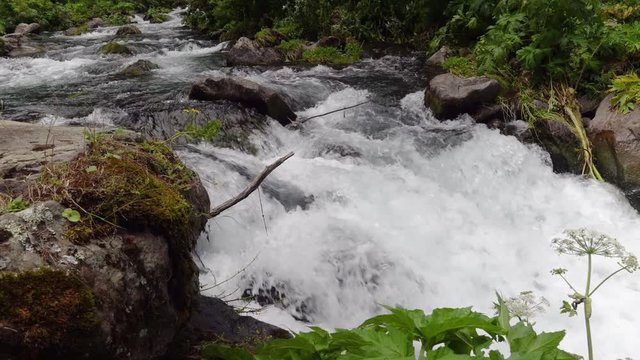 Mysterious mountainous jungle with trees bent over a rapid stream with rapids. Magical landscape of rainforest and river with rocks. . Georgia, Dashbashi.