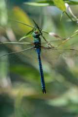 Close up of a blue emporer drangonfly (anax imperator)