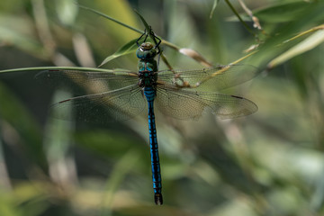 Close up of a blue emporer drangonfly (anax imperator)