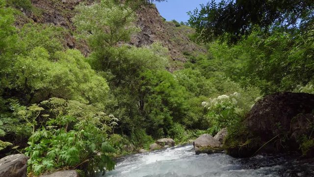 Mysterious mountainous jungle with trees bent over a rapid stream with rapids. Magical landscape of rainforest and river with rocks. . Georgia, Dashbashi.