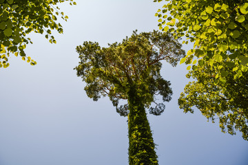 Green ivy on the pine tree