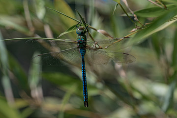 Close up of a blue emporer drangonfly (anax imperator)