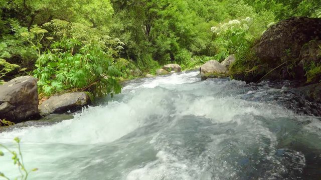 Mysterious mountainous jungle with trees bent over a rapid stream with rapids. Magical landscape of rainforest and river with rocks. . Georgia, Dashbashi.