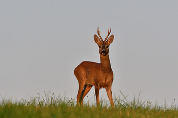 The roe buck with antler on the horizon during pairing season