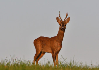 The roe buck with antler on the horizon during pairing season