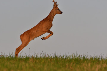 The roebuck jumping on the meadow in rut season
