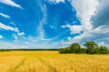 Feld with rye and trees under the blue sky at day time.