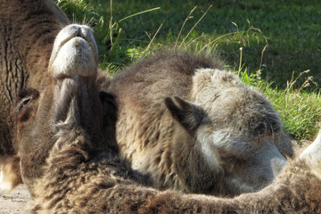 Bactrian camel (Camelus bactrianus)