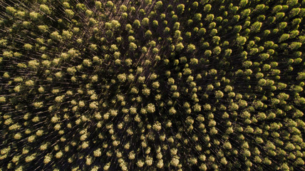 Jungle Floresta pinho eucalpto 
Rio de Janeiro Sao paulo 