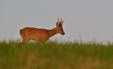 Naklejka na ściany i meble The roe buck with antler on the horizon during pairing season