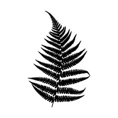Vector silhouette of fern leaf. Black on a white background.