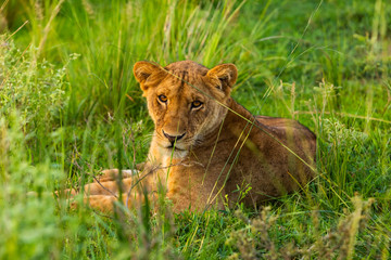 Naklejka na ściany i meble A resting lioness in Murchison Falls National Park