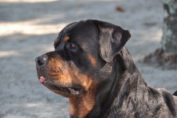 rottweiler