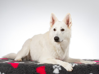 White shepherd dog portrait. Image taken in a studio with white background. 