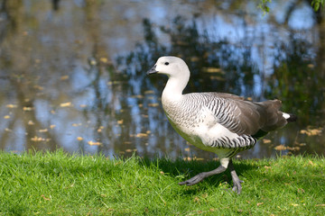Cape Barren goose (Cereopsis novaehollandiae grisea) walking on grass near pond
