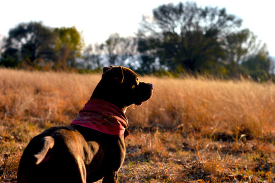 Perro en atardecer 