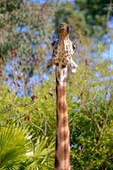 Closeup of giraffe (Giraffa camelopardalis) the tongue out on green foliage background  © Christian Musat