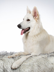 White shepherd dog portrait. Image taken in a studio with white background.