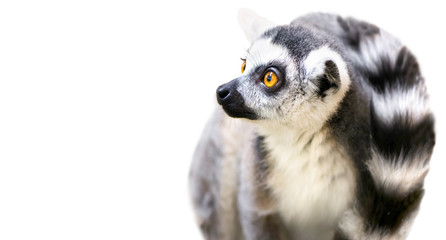 cute animal lemur looks with surprised eyes on a white background © mikitiger