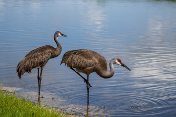 Sandhill Crane