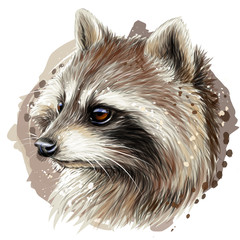Raccoon. Color graphic portrait of a raccoon on a white background with watercolor splashes.