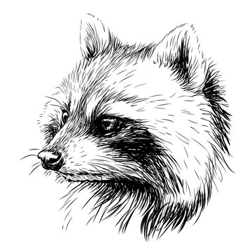 Raccoon. Sketchy, graphic portrait of a raccoon on a white background.