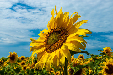 Field of beautiful Sunflowers with a blue sky in summer