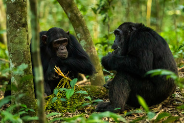 Two chimps sitting on the ground in Kibale Forest