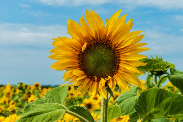 Field of beautiful Sunflowers with a blue sky in summer