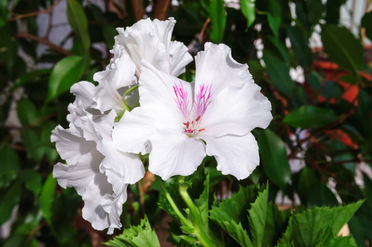 White flowers of Royal geranium in the garden.