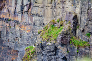 Vertical wall of limestone rock with moss and common gulls in the coastal walk route from Doolin to the Cliffs of Moher, Wild Atlantic Way, spring day in county Clare in Ireland