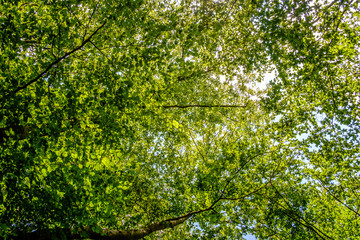 Fototapeta na wymiar grüner Laubwald vor blauem Himmel
