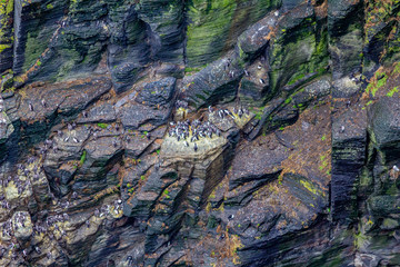 Colony of common Guillemot or common Murre birds along the coastal walk route from Doolin to the Cliffs of Moher, geosites and geopark, Wild Atlantic Way, county Clare in Ireland