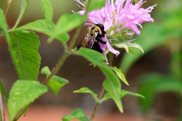 Bee on Bee Balm