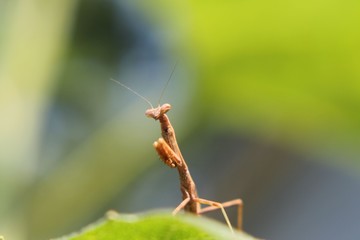 Praying Mantis