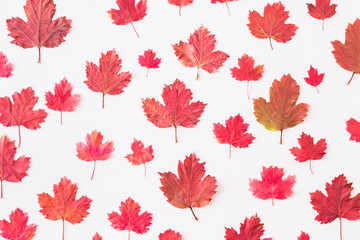 Flat lay pattern with colorful autumn leaves on a white background