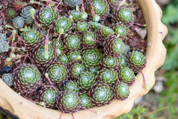 Succulents or cactus in a garden. Sempervivum or hen and chicks, in flower pot. Close up image of succulent.Top view.